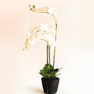 product4
